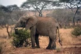 Selous/Nyerere Day Safari Zanzibar trip photo 2