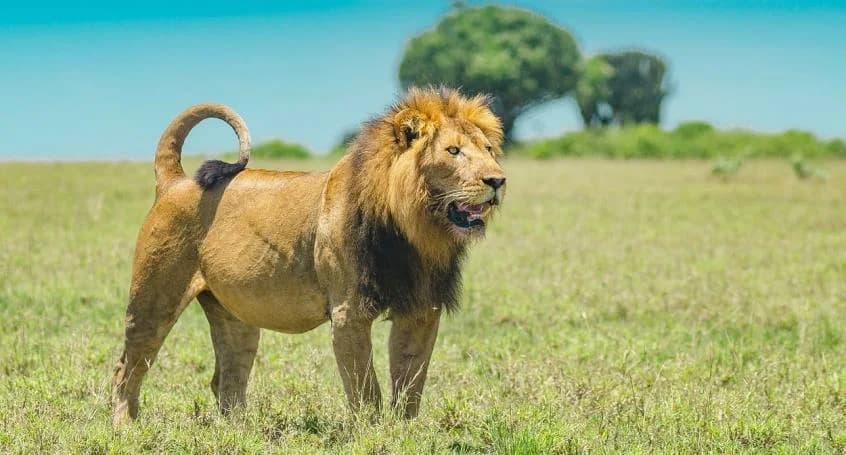 Selous/Nyerere Day Safari Zanzibar trip photo 3