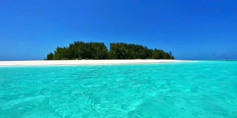 Dolphins Tour Zanzibar trip photo 1