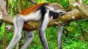 Jozani Forest Zanzibar trip photo 3