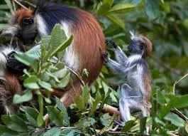 Jozani Forest Zanzibar trip photo 4