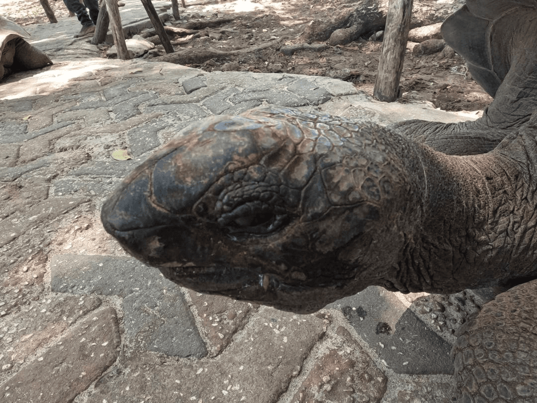 Close view of an Aldabra giant tortoise on Prison Island in Zanzibar