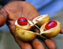 Spice Tour Zanzibar trip photo 2
