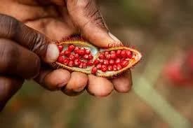 Spice Tour Zanzibar trip photo 3