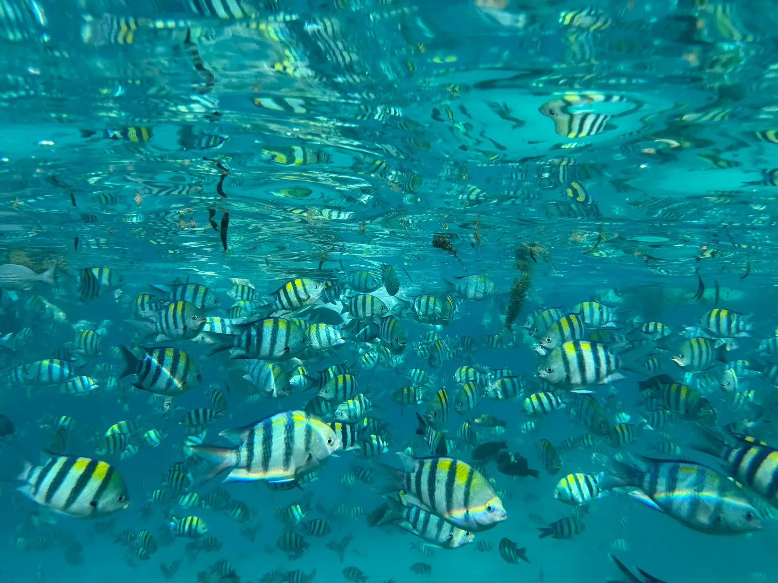 Blue Lagoon Tour Zanzibar trip photo 2