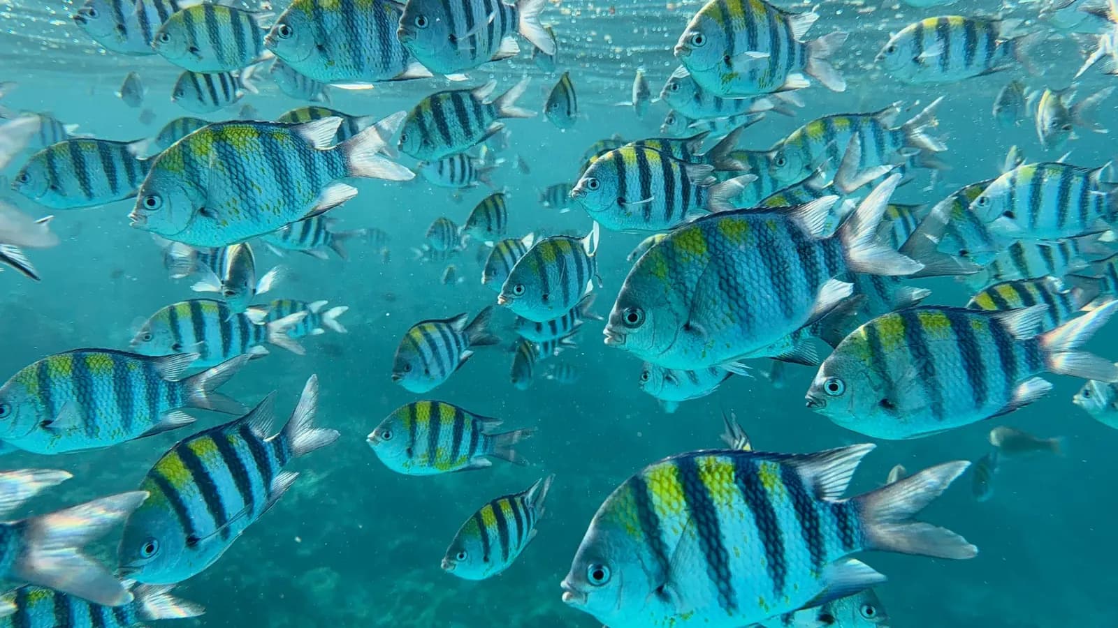 Blue Lagoon Tour Zanzibar trip photo 3