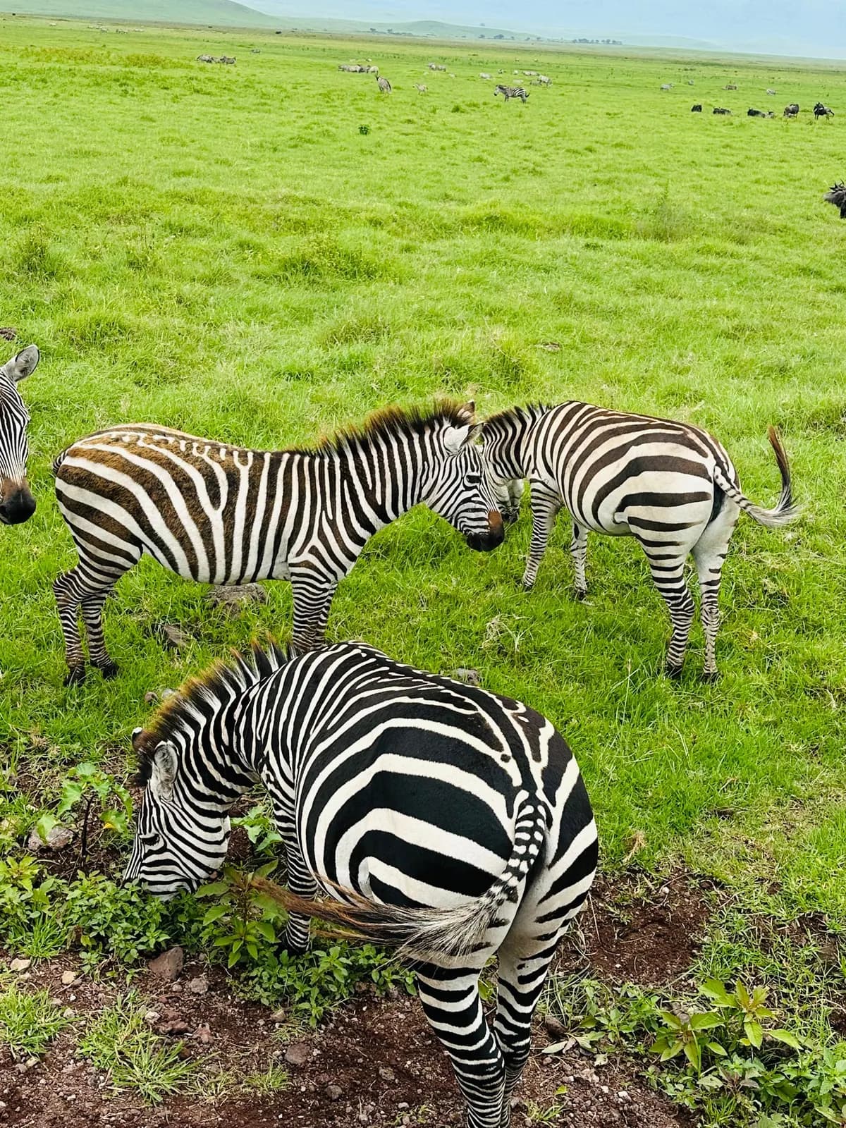 Selous/Nyerere Day Safari Zanzibar trip photo 3