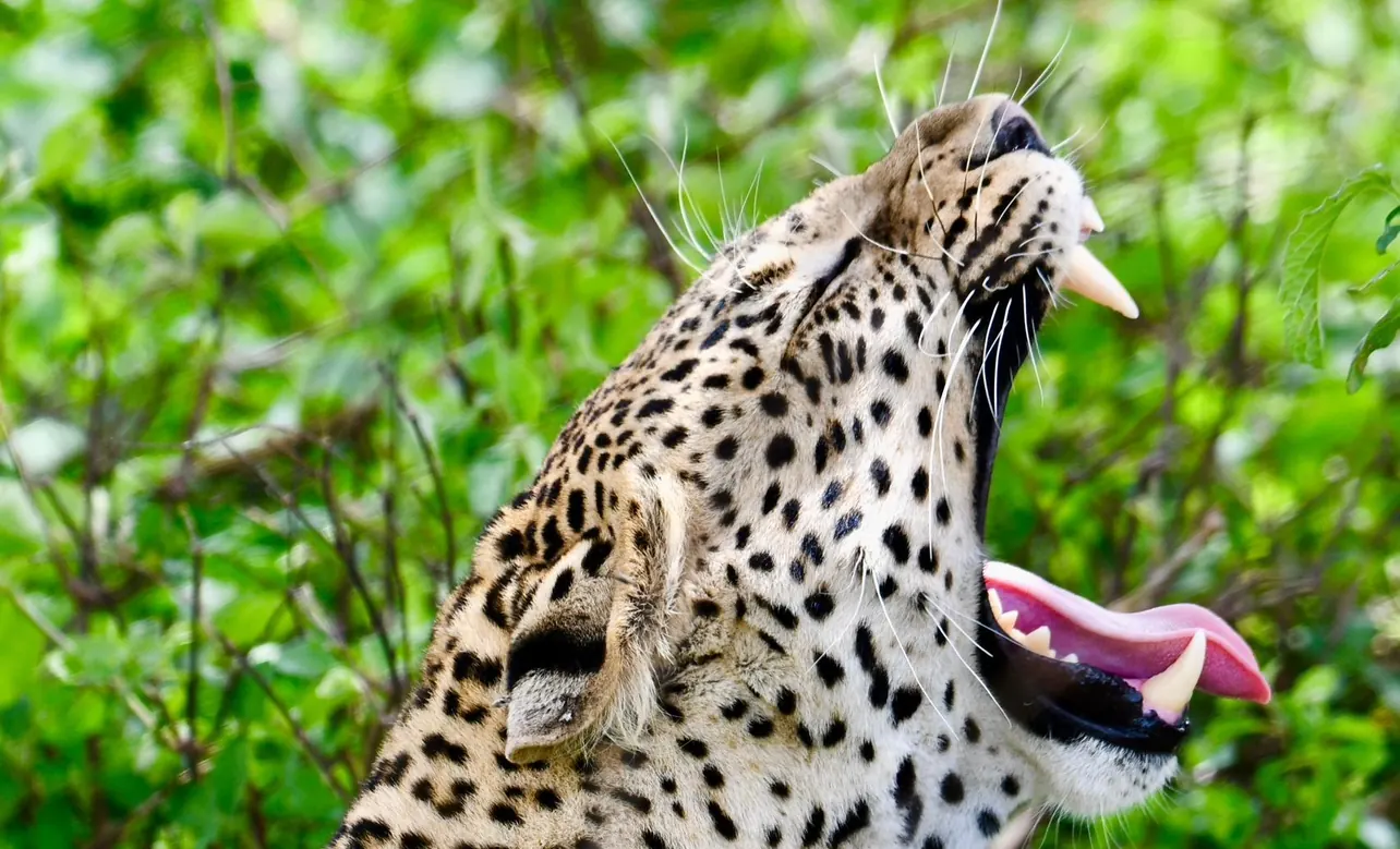 Selous/Nyerere Day Safari Zanzibar trip photo 4