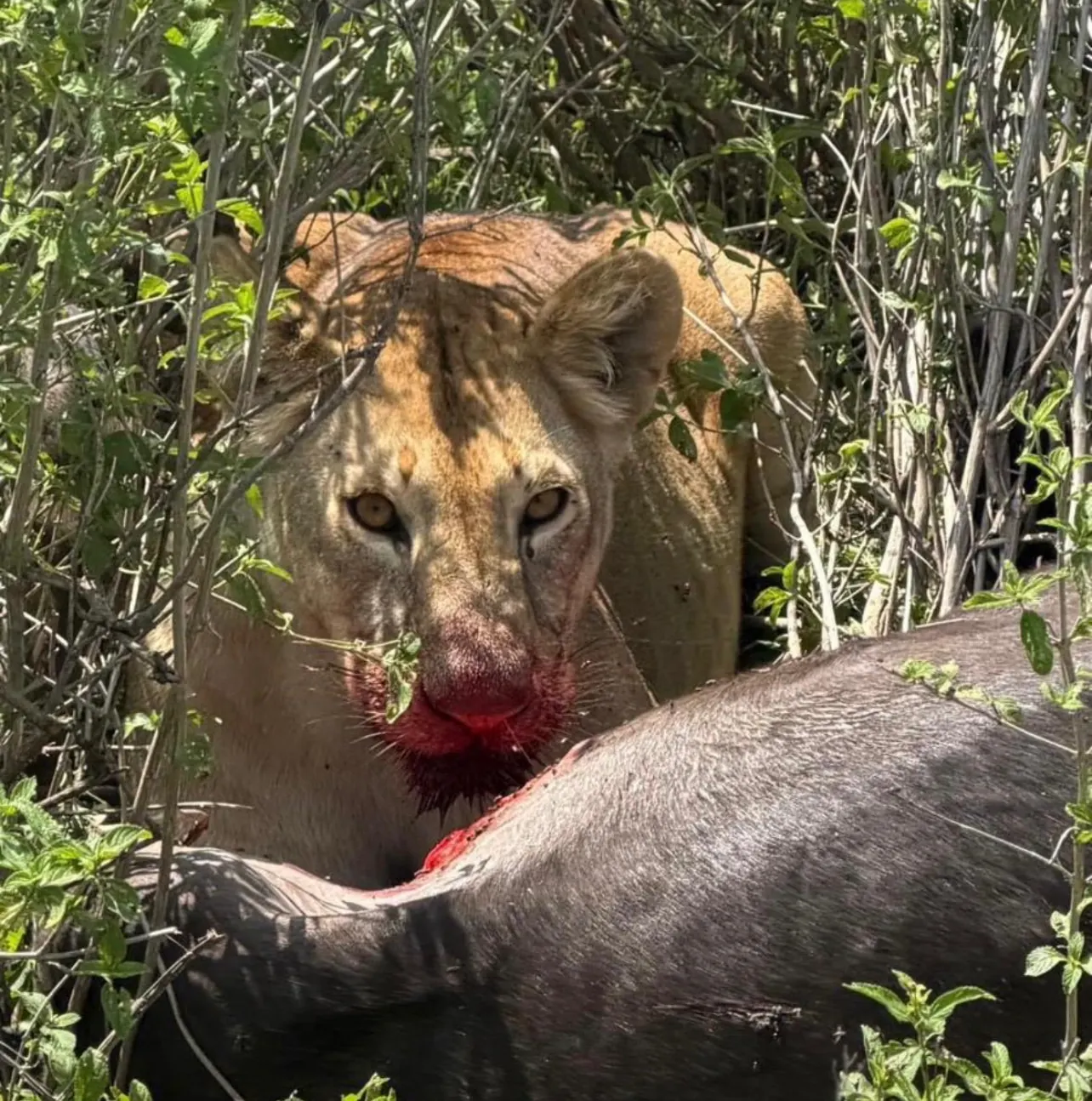 Selous/Nyerere Day Safari Zanzibar trip photo 5