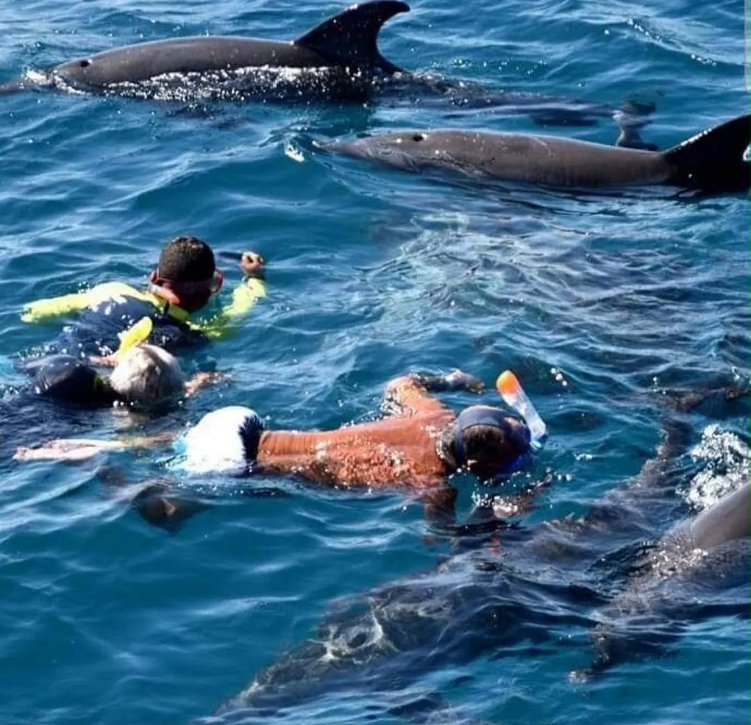 Dolphins Tour Zanzibar trip photo 1