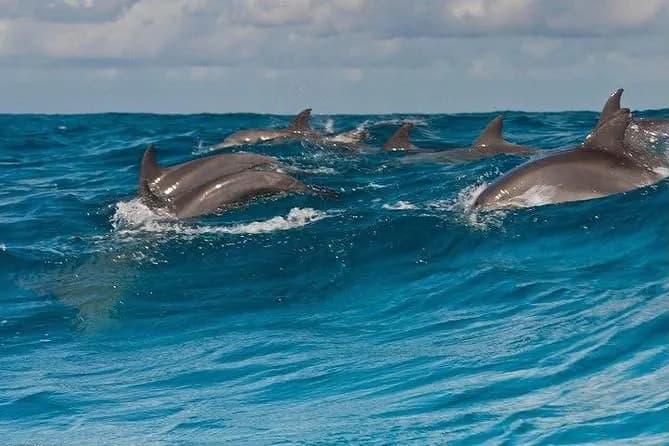 Dolphins Tour Zanzibar trip photo 3