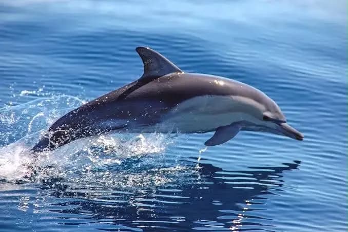 Dolphins Tour Zanzibar trip photo 4