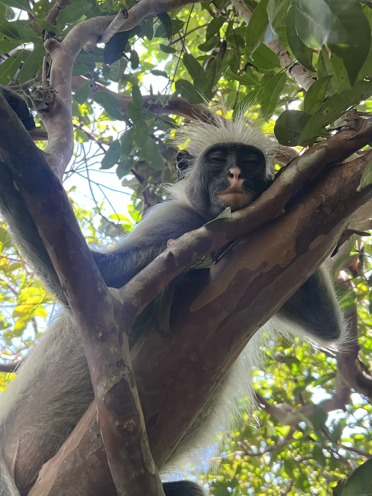 Jozani Forest Zanzibar trip photo 3
