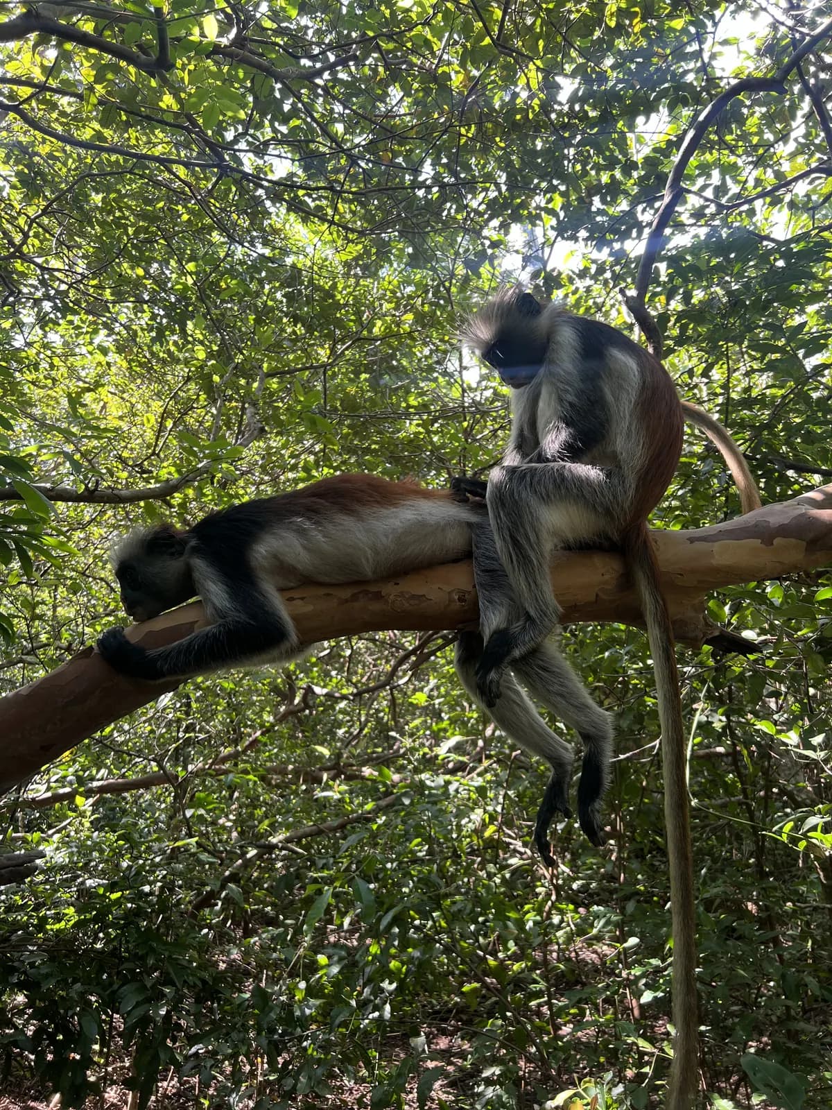 Jozani Forest Zanzibar trip photo 4