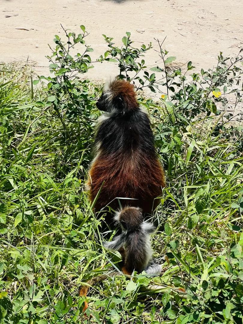 Jozani Forest Zanzibar trip photo 5
