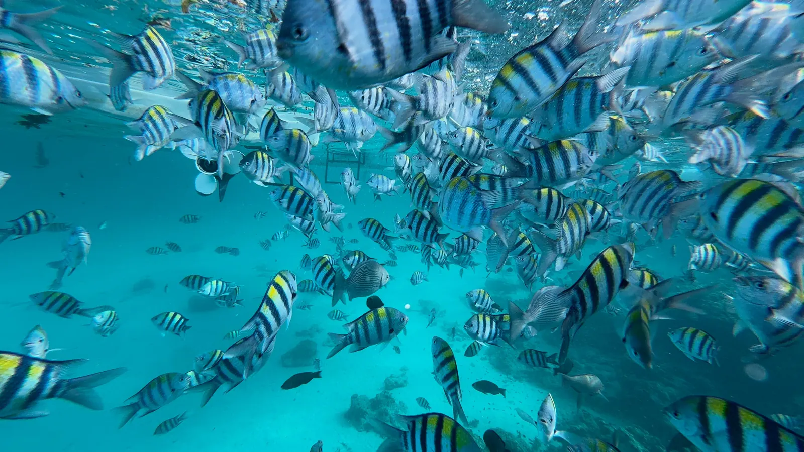 Mnemba Island Snorkeling Zanzibar trip photo 1