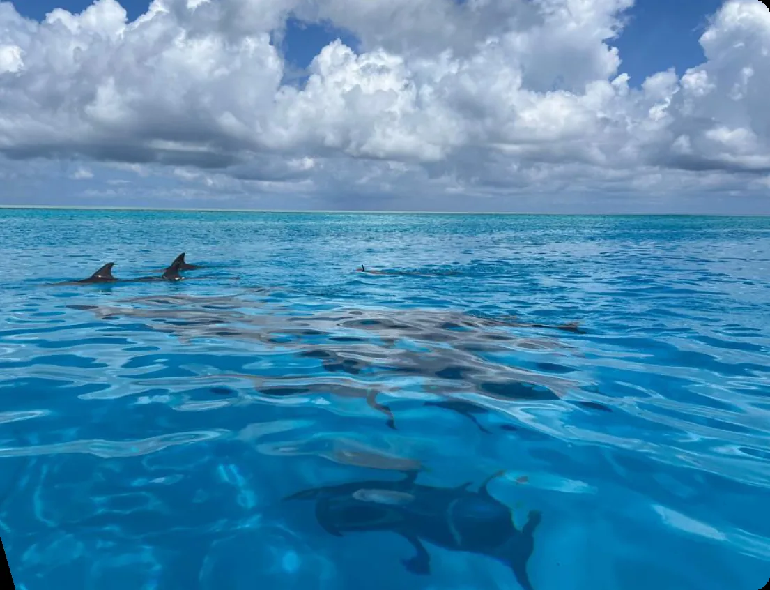 Dolphins swimming in clear blue ocean water near Zanzibar